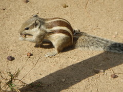 Funambulus pennantii