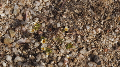 Leptosiphon lemmonii