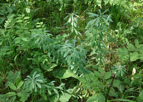 Euphorbia pilosa, photograph 2
