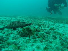 Hippocampus ingens