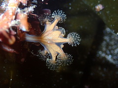 Haliclystus sanjuanensis