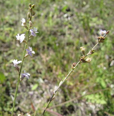 Astragalus austriacus