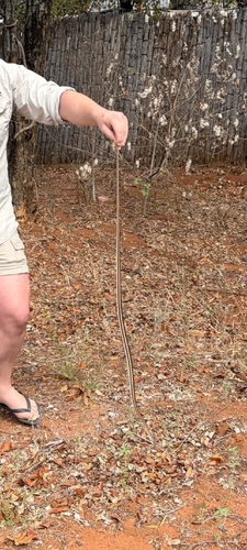 Stripe-bellied Sand Snake