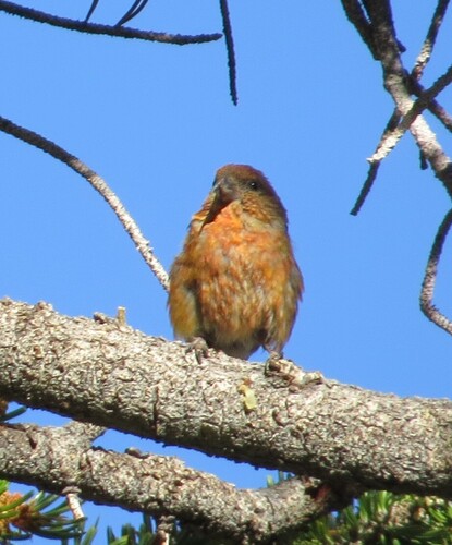iNaturalist observation photo of Red Crossbill