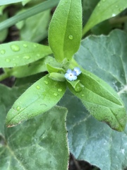 Myosotis sparsiflora