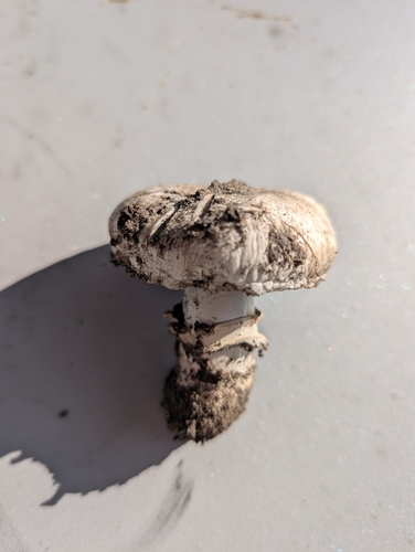 Pavement Mushroom
