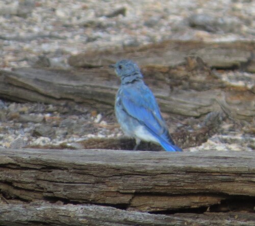 iNaturalist observation photo of Mountain Bluebird