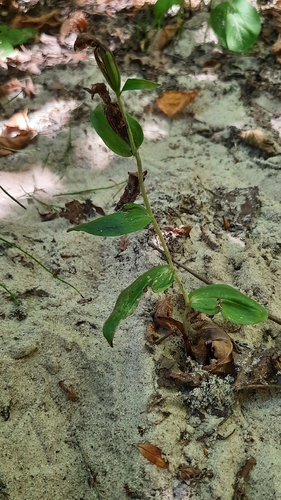 white helleborine