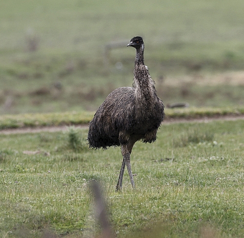 Emu