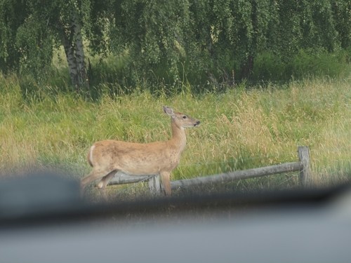 Columbian White-tailed Deer