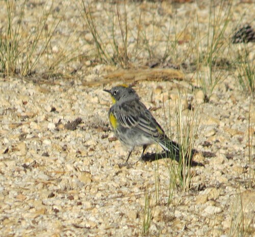 iNaturalist observation photo of Yellow-rumped Warbler