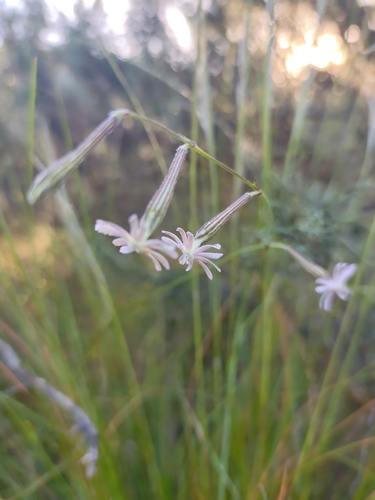 Silene burchellii, photograph 3