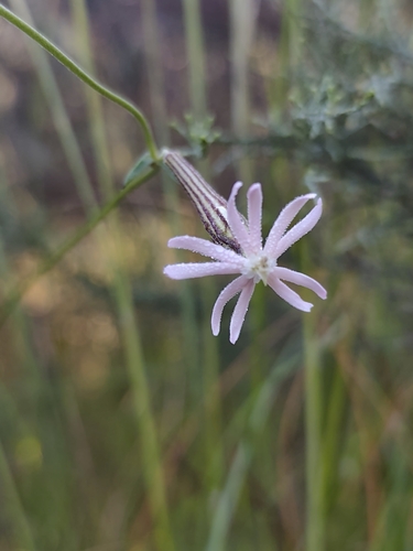 Silene burchellii, photograph 4