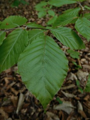 Fagus sylvatica