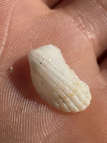 Cardita variegata observed 2026-08-19