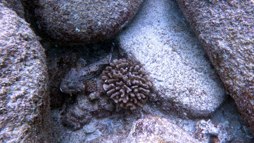 Scorpaenopsis brevifrons, 2026-08-19