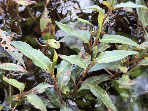 Persicaria dichotoma observed 2026-08-20