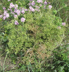 Crambe tataria