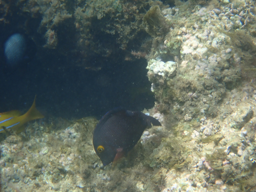 Ctenochaetus strigosus, 2026-08-19