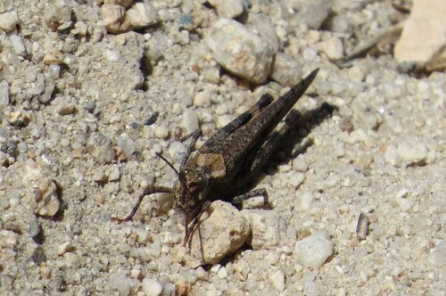 iNaturalist observation photo of Crackling Forest Grasshopper