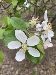 Malus