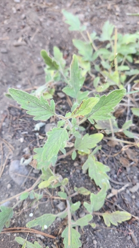 Phacelia hydrophylloides observed 2026-08-18