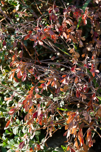 Symphoricarpos rotundifolius, photograph 4