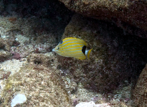 Chaetodon fremblii observed 2026-08-19