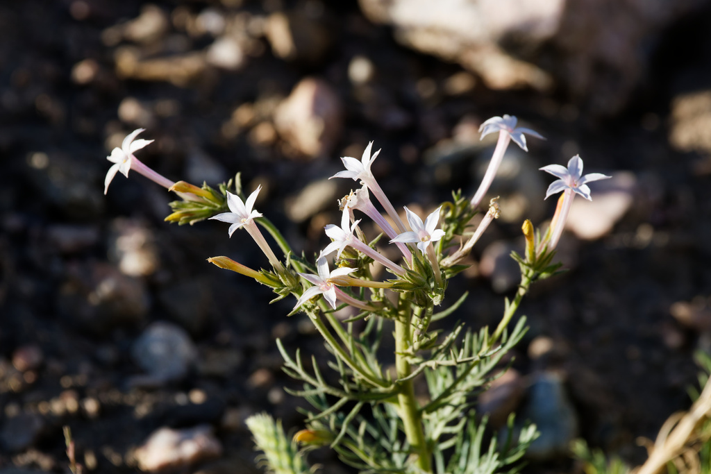 Ipomopsis tenuituba; photograph (c) Daughter Dad, some rights reserved (CC BY)