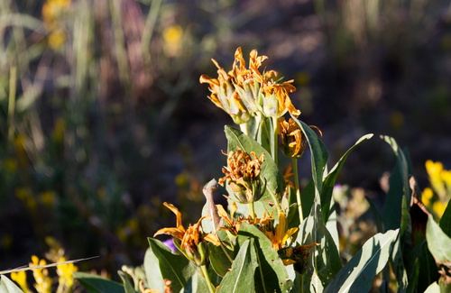 Wyethia amplexicaulis, photograph 2