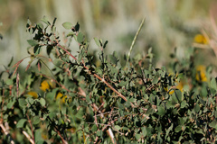 (c) Daughter Dad, some rights reserved (CC BY) Symphoricarpos rotundifolius, photograph (c) Daughter Dad, some rights reserved (CC BY)