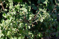 (c) Daughter Dad, some rights reserved (CC BY) Symphoricarpos rotundifolius, photograph (c) Daughter Dad, some rights reserved (CC BY)