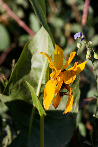 Wyethia amplexicaulis