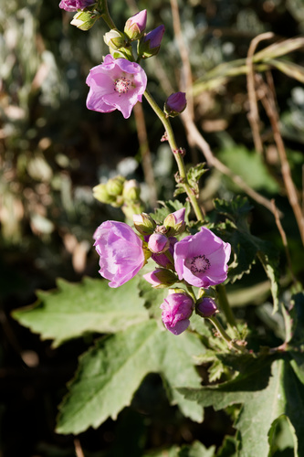 Iliamna rivularis, photograph 3