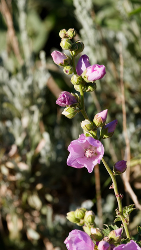 Iliamna rivularis, photograph 4