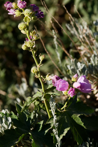Iliamna rivularis, photograph 2