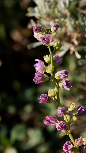 Iliamna rivularis, photograph 1