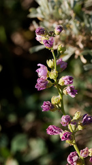Iliamna rivularis