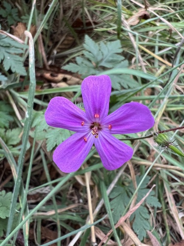 Geranium yeoi