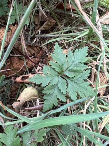 Geranium yeoi, photograph 2