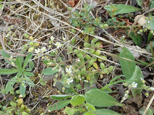 Penkiakuokė glažutė