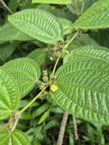 Miconia crenata observed 2026-08-20