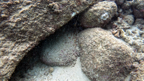 Panulirus, 2026-08-19