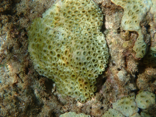 Palythoa, 2026-08-19