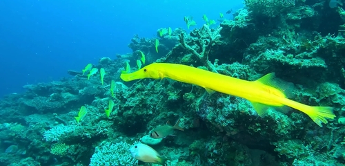 Pacific Trumpetfish
