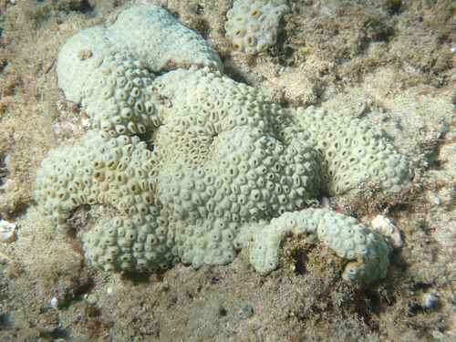 Palythoa, 2026-08-19
