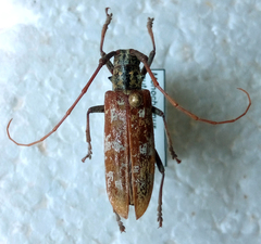 Monochamus marmorator