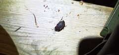 Silphidae