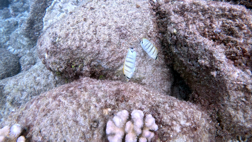 Chaetodon multicinctus observed 2026-08-19