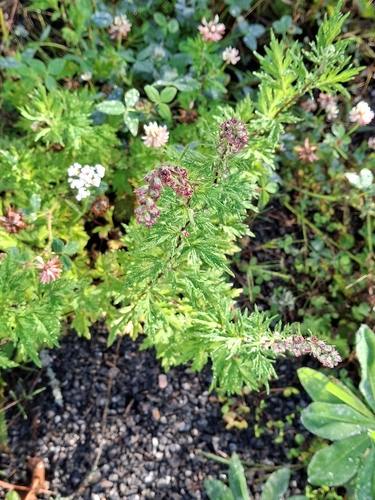 common mugwort
